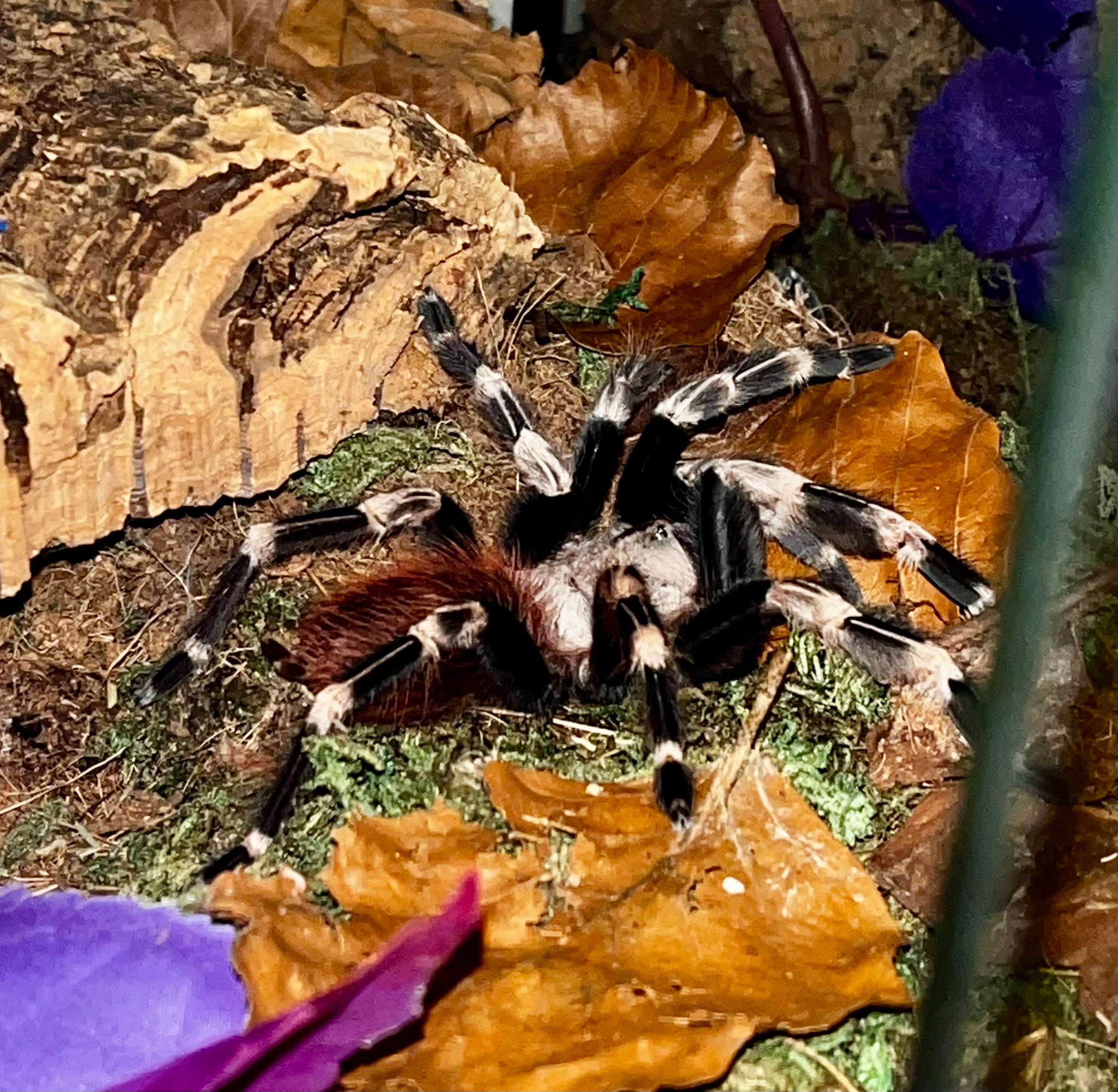 Brazilian red and white tarantula/ Vitalius chromatus Tarantula mug