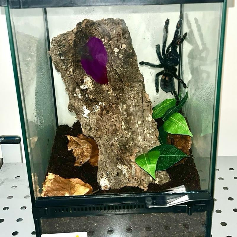 Reptile Glass Terrarium with Vents Anti-Escape Door for reptile  and invertebrates Vivarium free postage UK