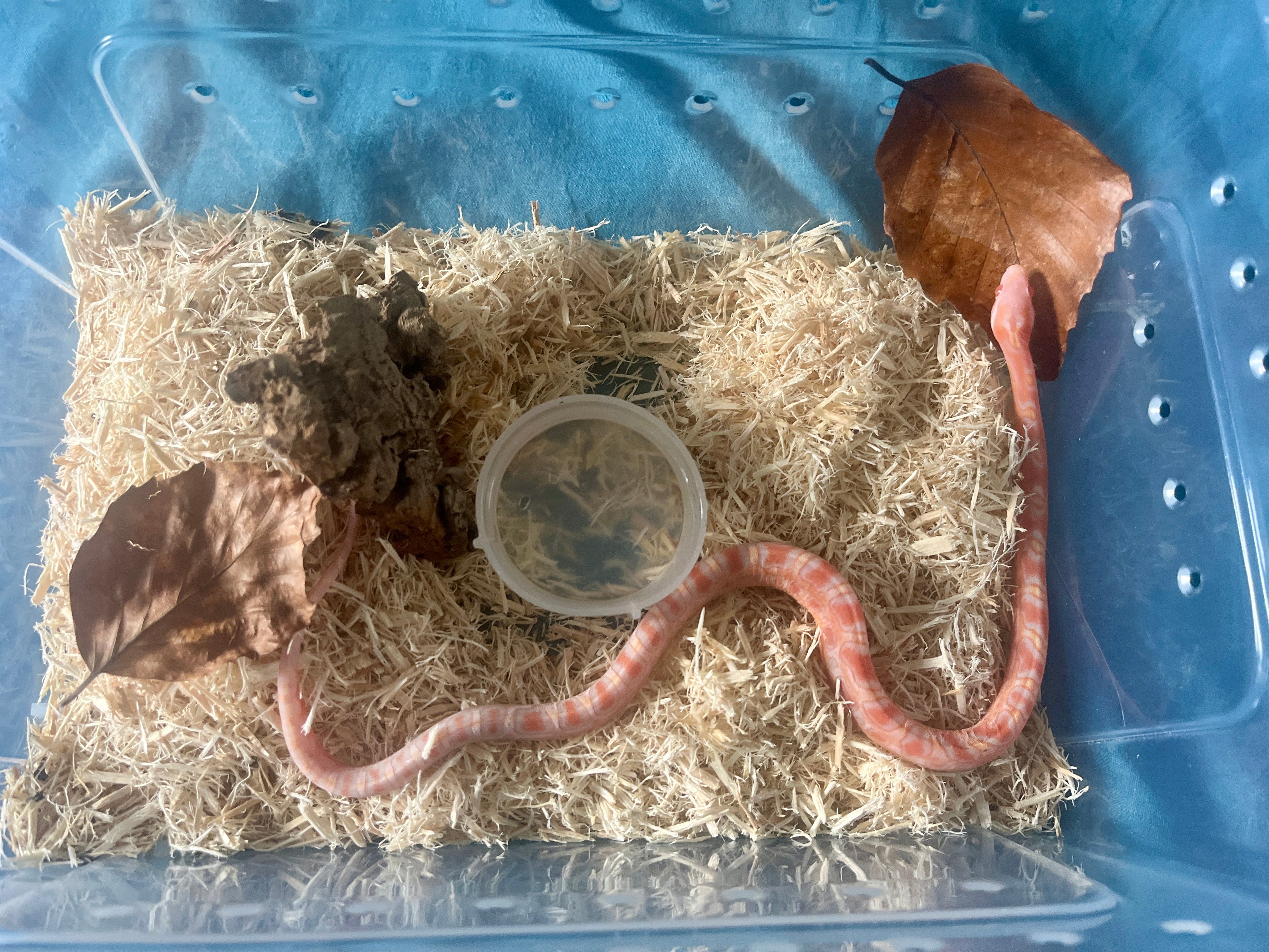 Hinged Lid Hatchling Tubs for Snakes Gecko or Inverts 26cm x 17.5cm x 12.5cm Free Postage Clear Plastic Container