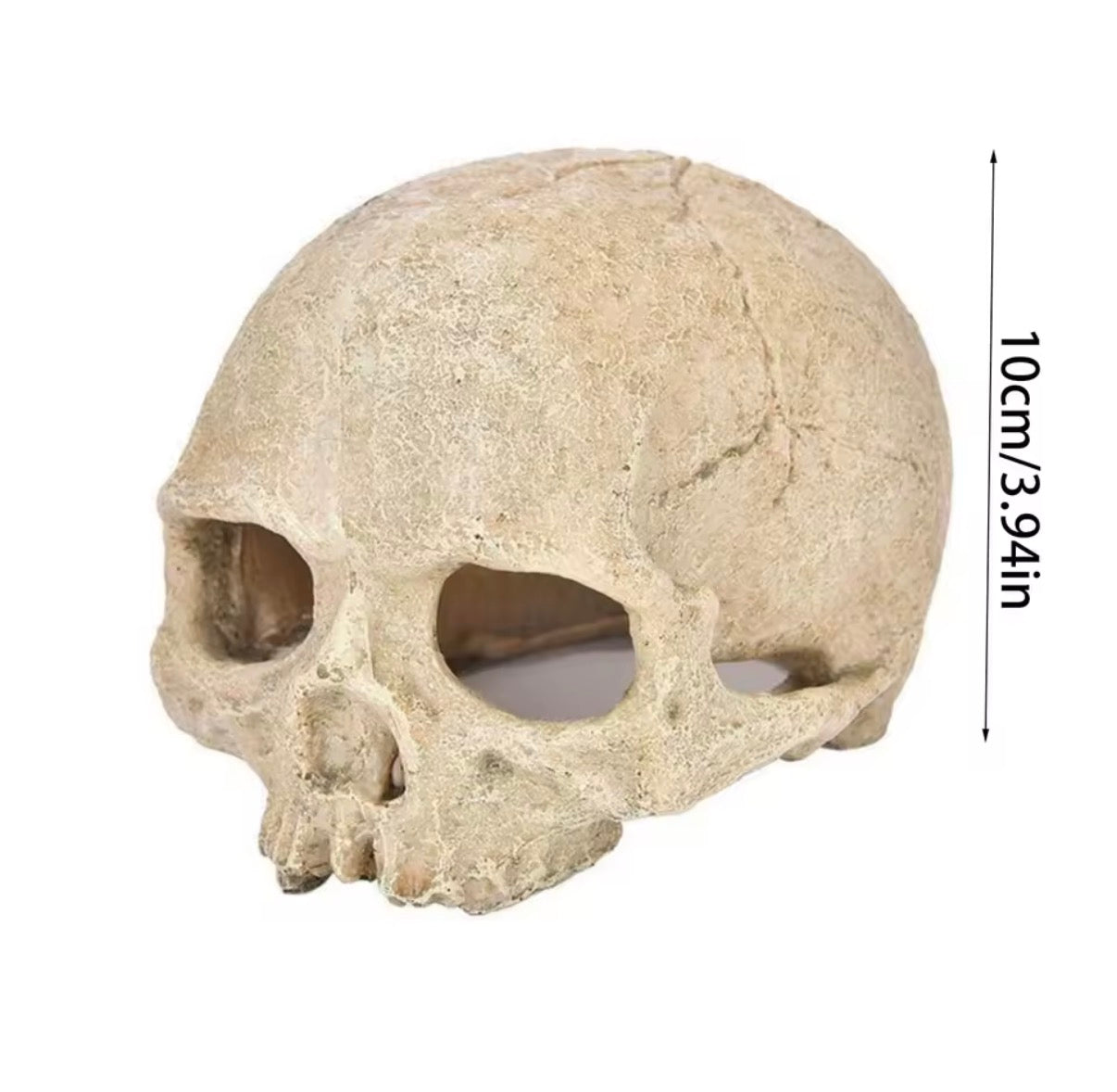 Reptile or Invert Cage Skull Decor Realistic Design for Terrariums and Habitats Shipping Included