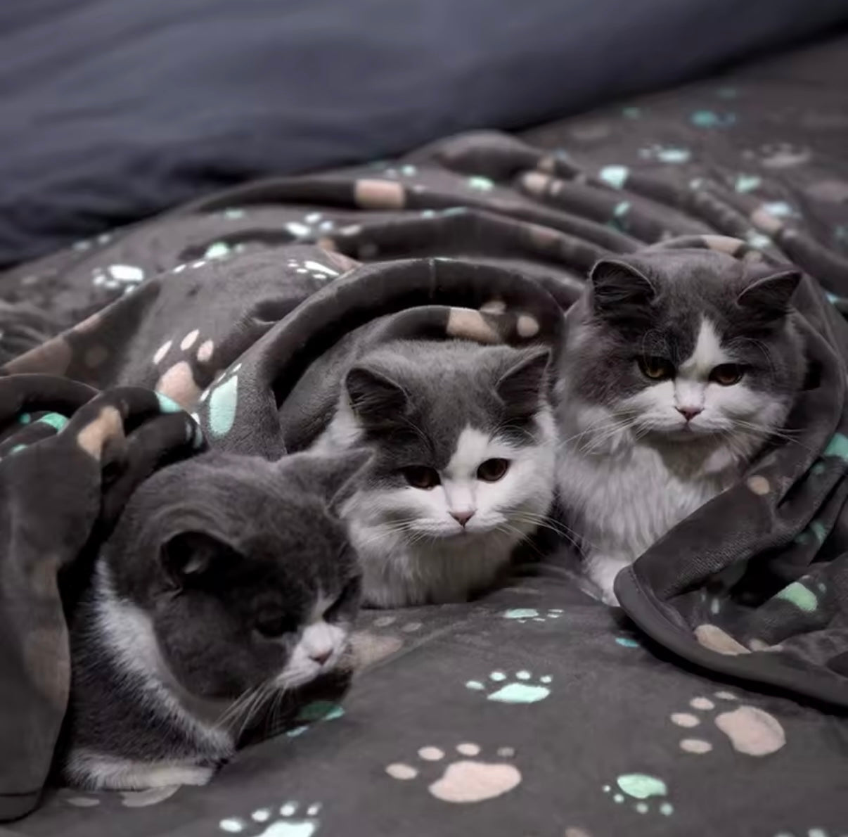 Black Soft Fluffy High Quality Thick Style Pet Blanket Double-sided Pattern Pet Mat Warm and Comfortable Blanket for Cat Dogs