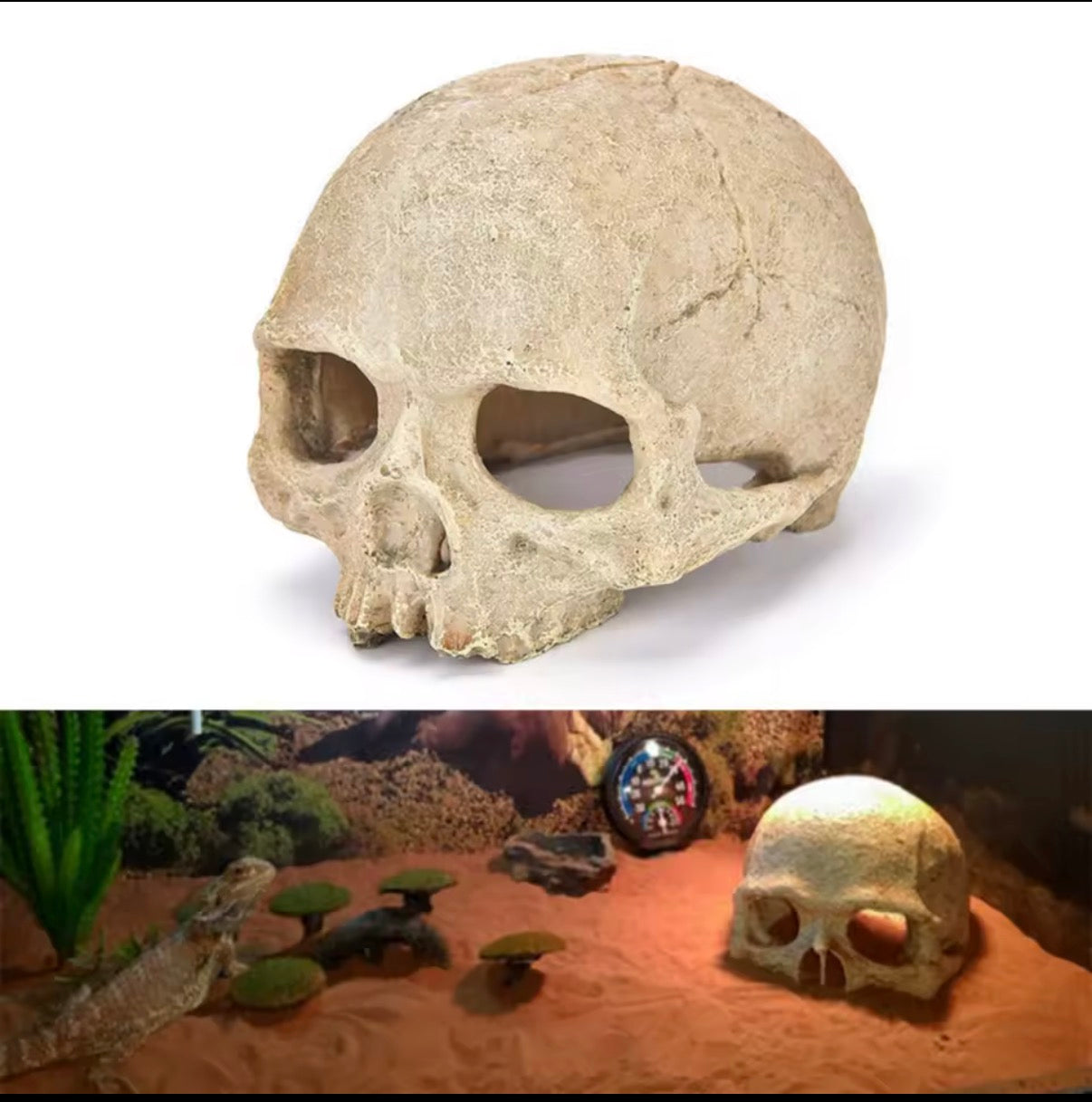 Reptile or Invert Cage Skull Decor Realistic Design for Terrariums and Habitats Shipping Included
